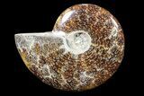 Polished, Agatized Ammonite (Cleoniceras) - Madagascar #88155-1